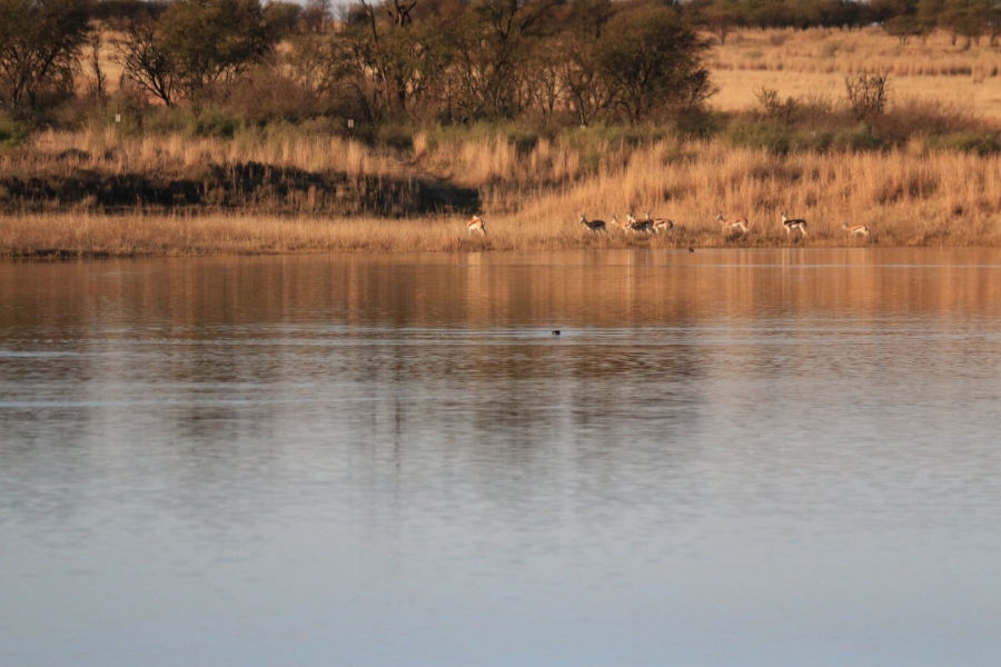 Commercial Property for Sale in Lekwena Wildlife Estate North West